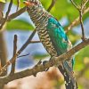 Asian Emerald Cuckoo Bird Diamond Painting