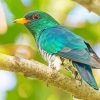 Asian Emerald Cuckoo On A Branch Diamond Painting