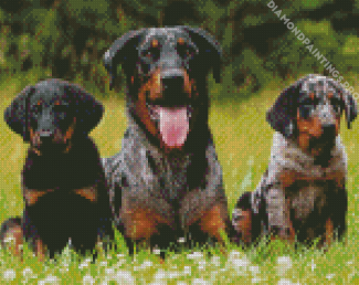 Beauceron Dog And Puppies Diamond Painting