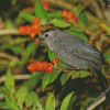 Catbird Eating Diamond Painting