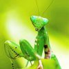 Green Praying Mantis Diamond Painting