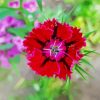 Red Sweet William Flower Diamond Painting