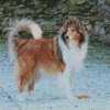 Rough Collie Animal Diamond Painting