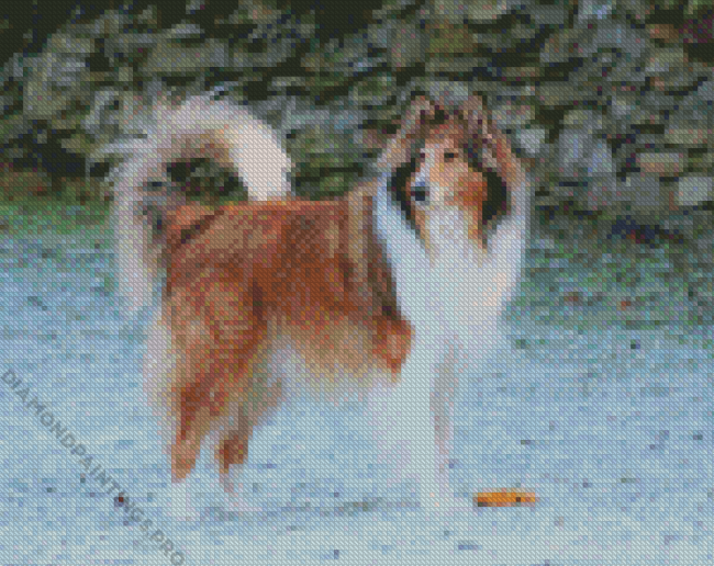 Rough Collie Animal Diamond Painting