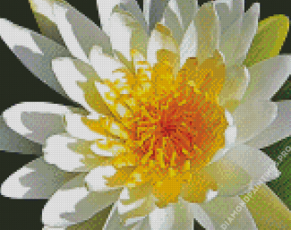 White Tiger Lotus Flower Diamond Painting