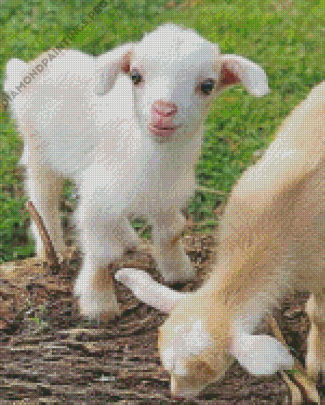 Baby Goat Animal Diamond Painting