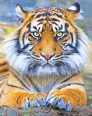Beautiful Tiger Eyes Diamond Painting
