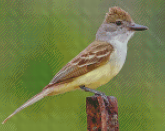 Brown Crested Flycatcher Diamond Painting