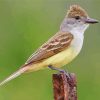 Brown Crested Flycatcher Diamond Painting
