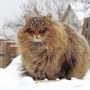 Fluffy Siberian Cat Diamond Painting