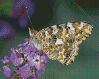 Lady Insect Diamond Painting