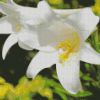 Single White Lily Close Up Diamond Painting
