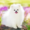 White Pomeranian Dog Diamond Painting