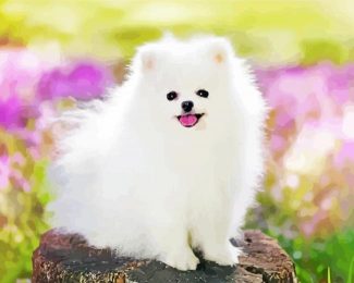 White Pomeranian Dog Diamond Painting