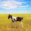Alone Horse Foal Diamond Painting
