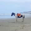 Alone Horse On Beach Diamond Painting