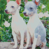 American Hairless Terrier Puppies Diamond Painting