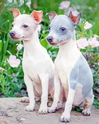 American Hairless Terrier Puppies Diamond Painting