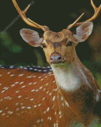 Axis Deer Head Diamond Painting