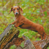 Dachshund Miniature In Forest Diamond Painting