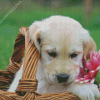 Golden Puppy In Basket Diamond Painting