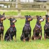 Manchester Terrier Dogs Animals Diamond Painting