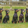 Manchester Terrier Dogs Animals Diamond Painting