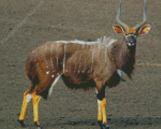 Nyala Animal Diamond Painting