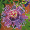 Purple Passionflower Diamond Painting