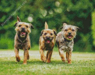 Three Border Terrier Diamond Painting