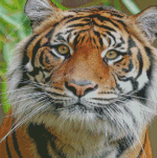 Tiger Look Diamond Painting