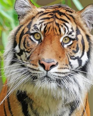 Tiger Look Diamond Painting