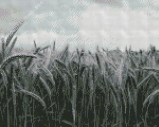 Wheat Field Black And White Diamond Painting