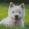 White Highland Terrier Dog Diamond Painting