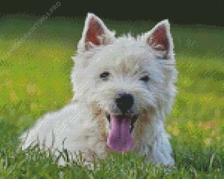 White Highland Terrier Dog Diamond Painting