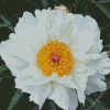 White Peony Diamond Painting