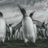 Adorable Black And White Penguins Diamond Painting