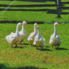 Aesthetic Geese In The Garden Diamond Painting