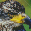 Aesthetic Eagle Bird Portrait Diamond Painting
