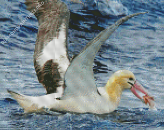 Albatross Fishing Diamond Painting
