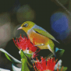 Cute Bird On Pohutukawa Flower Diamond Painting