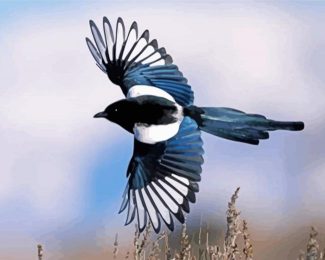 Flying Black Billed Magpie Diamond Painting