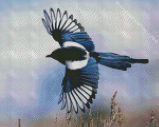 Flying Black Billed Magpie Diamond Painting