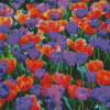 Orange And Purple Tulips Flowers Diamond Painting