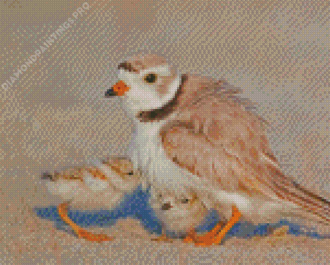 Piping Plover And Chicks Diamond Painting