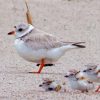 Piping Plover And Its Chicks Diamond Painting