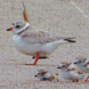 Piping Plover And Its Chicks Diamond Painting