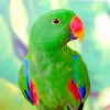 Tropical Eclectus Parrot Diamond Painting