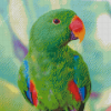 Tropical Eclectus Parrot Diamond Painting