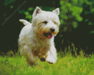 West Highland Terrier Diamond Painting